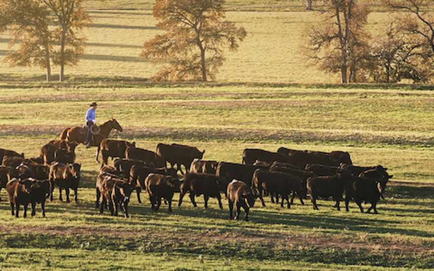 44farms cattle 880x550 1